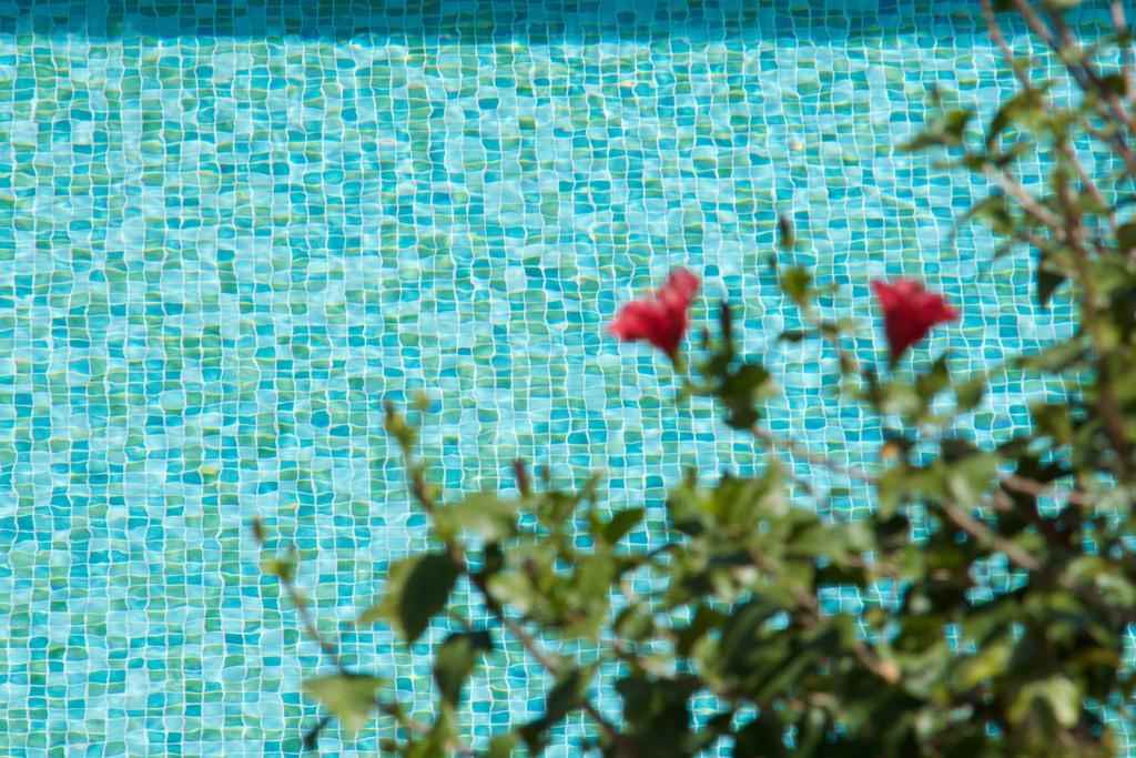 Magnolia