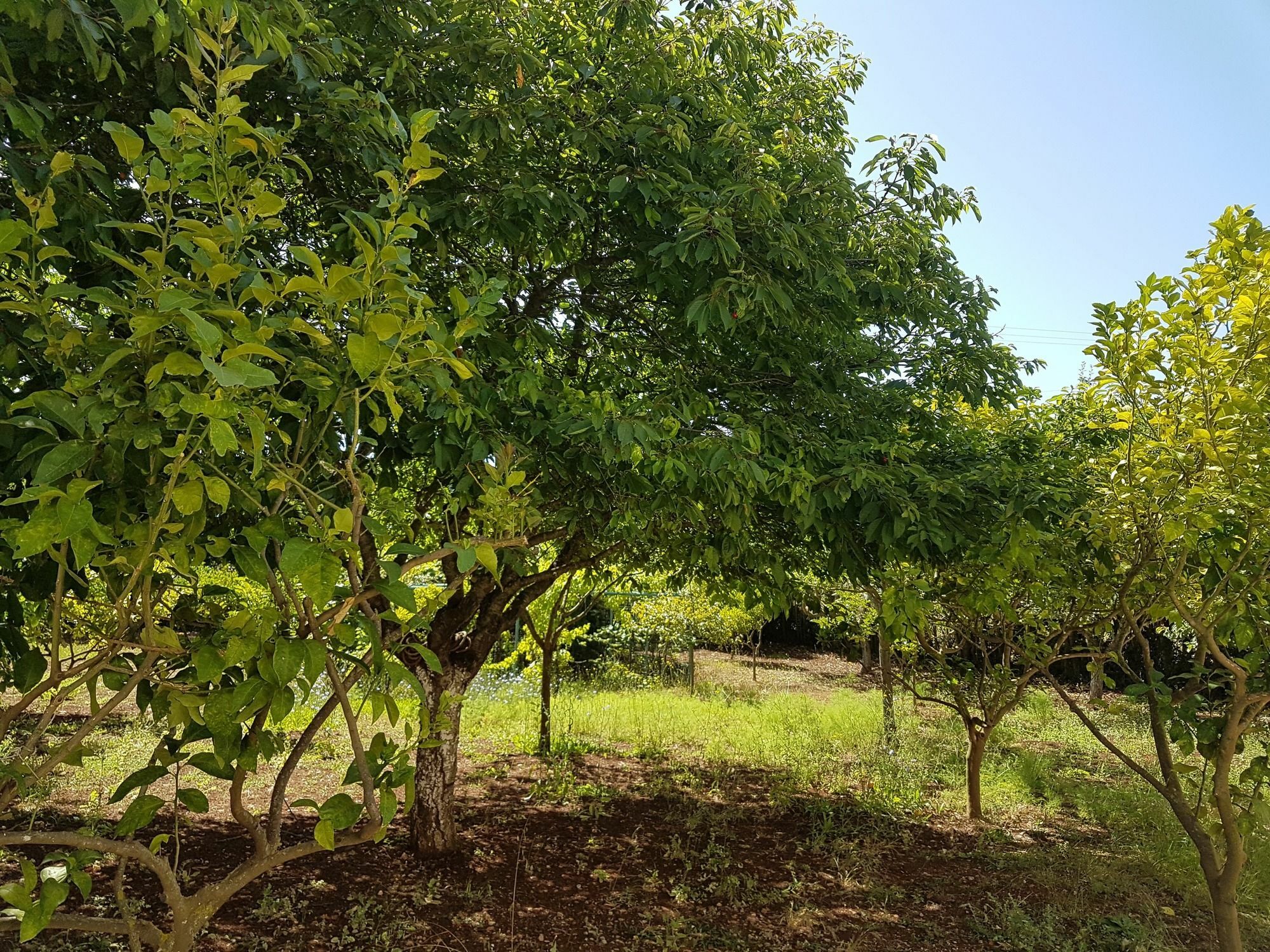 Apartamento Magnolia